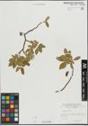 Foto von Salix hastata L.